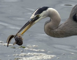 Free Santa Cruz Birding and Wildlife Viewing Kit