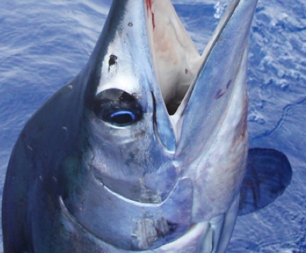 Free FishTrack Sticker