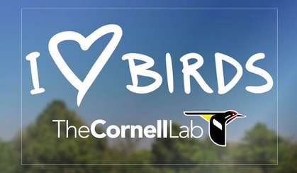 Free I Love Birds Decal