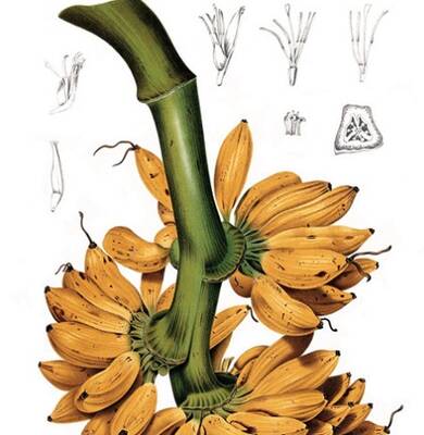 Free L’Artisan Parfumeur Paris Bana Banana Fragrance Sample