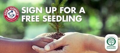 FREE Tree Seedlings or Wildflower Seed Card from ARM & HAMMER