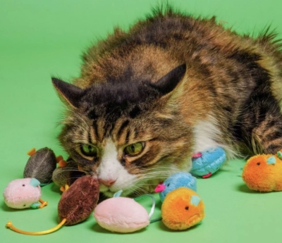 Free Toy for Your Pet (apply)