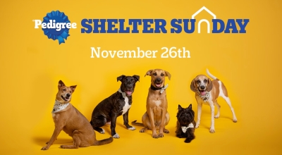 Adopt a Dog on November 26 and Get Your Fee Back