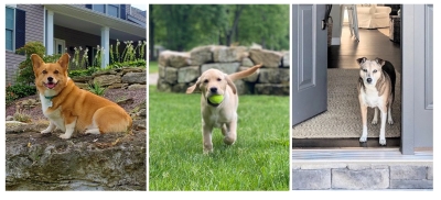 Free 2026 Wayne Pet Calendar (OH, MI, PA, and WV)