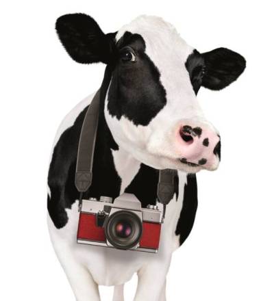 Free Chick-fil-A Entree for Cow Appreciation Day (7/14)