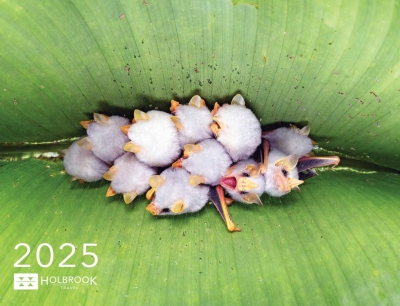 Free 2025 Holbrook Travel Calendar