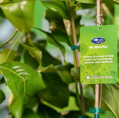 Free Tree From Subaru & Arbor Day Foundation