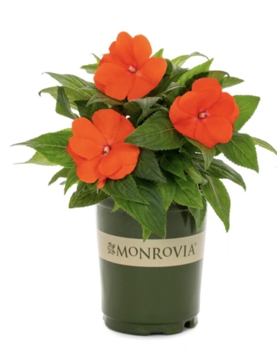 Free Spring Flower at Lowes (5/9)