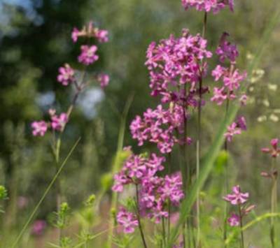 Free WWF Seed Packet