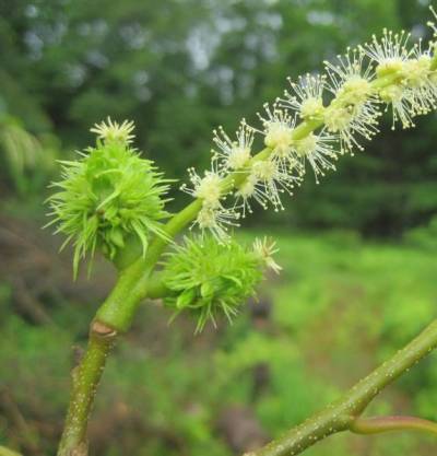 Free American Chestnut Seeds