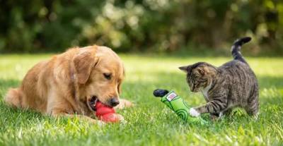 Free KONG Toy from NexGard Paw Promise Program