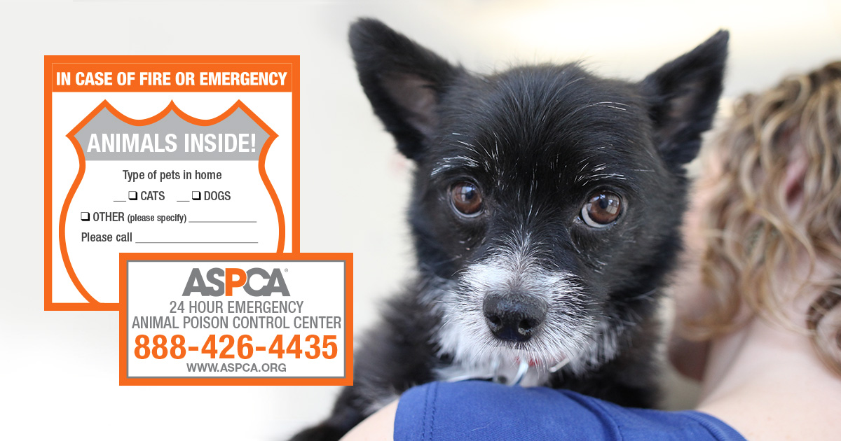 Free Pet Safety Pack with Magnet from ASPCA